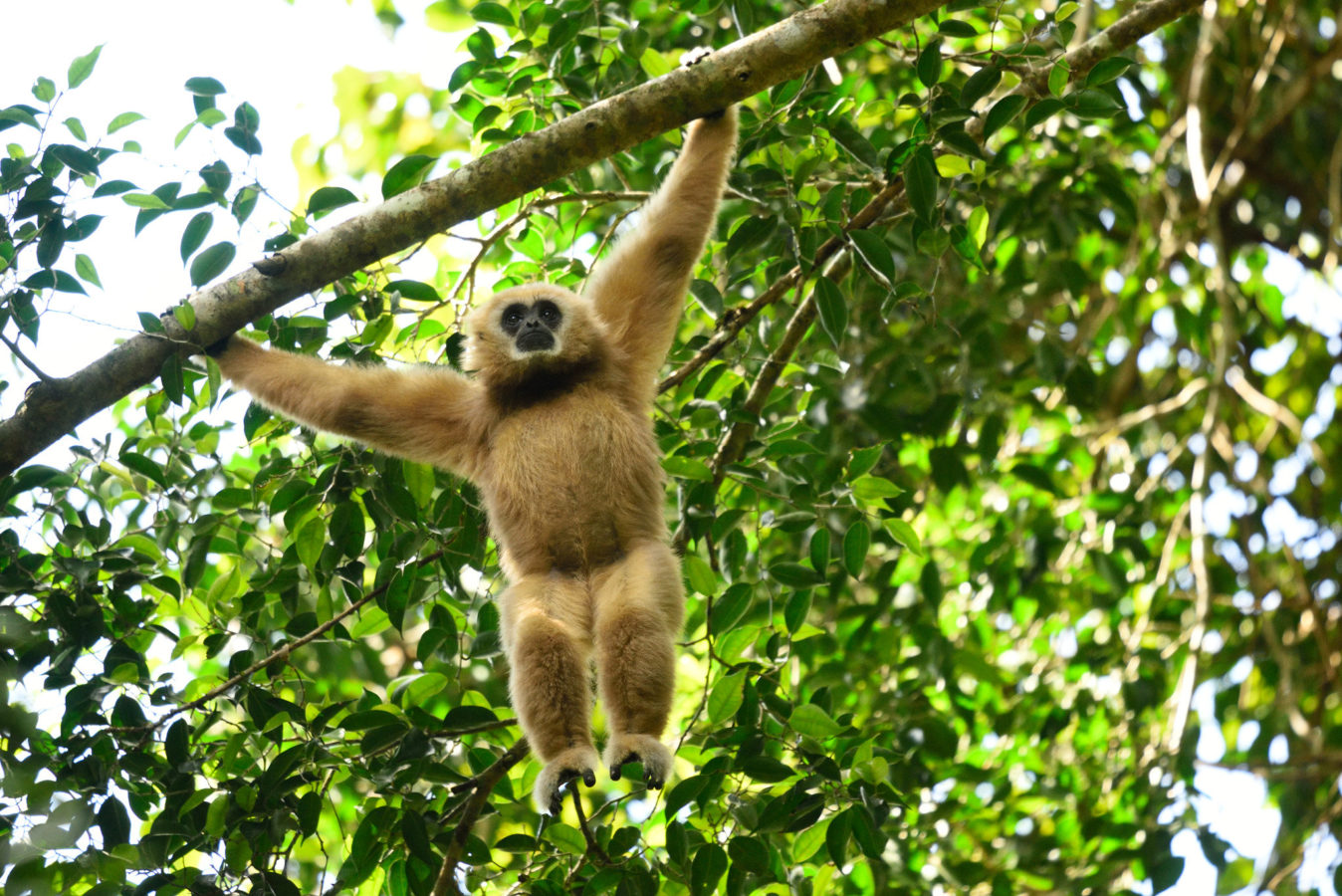 Wild Gibbons in Thailand National Park