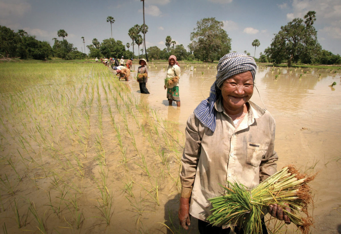 farmer harvesting rice in Laos